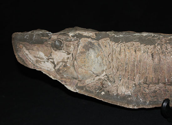 顔面凶器！化石になってもその迫力を失わない古代魚。７０ｃｍに迫る高品位ネガポジ２枚組化石です。（その11）