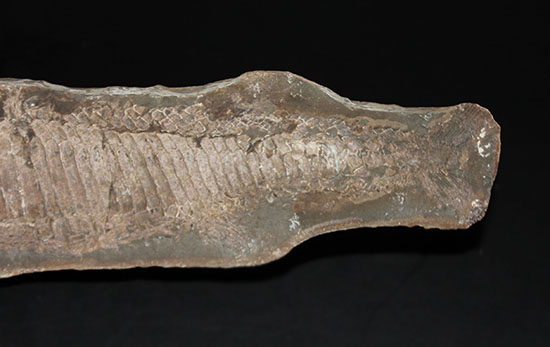 顔面凶器！化石になってもその迫力を失わない古代魚。７０ｃｍに迫る高品位ネガポジ２枚組化石です。（その13）