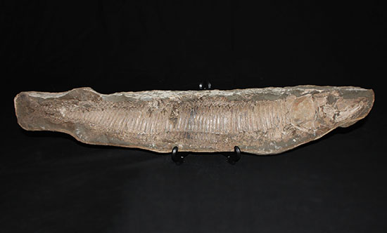 顔面凶器！化石になってもその迫力を失わない古代魚。７０ｃｍに迫る高品位ネガポジ２枚組化石です。（その14）