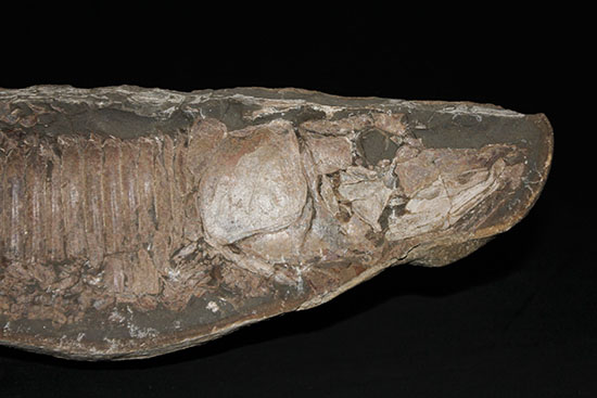 顔面凶器！化石になってもその迫力を失わない古代魚。７０ｃｍに迫る高品位ネガポジ２枚組化石です。（その15）