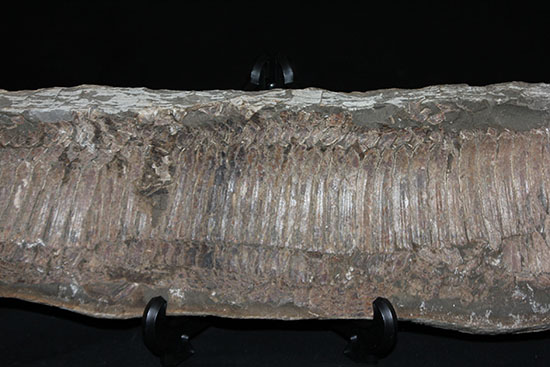 顔面凶器！化石になってもその迫力を失わない古代魚。７０ｃｍに迫る高品位ネガポジ２枚組化石です。（その16）