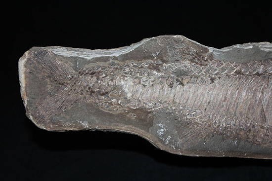 顔面凶器！化石になってもその迫力を失わない古代魚。７０ｃｍに迫る高品位ネガポジ２枚組化石です。（その17）