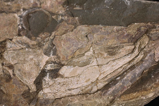 顔面凶器！化石になってもその迫力を失わない古代魚。７０ｃｍに迫る高品位ネガポジ２枚組化石です。（その18）