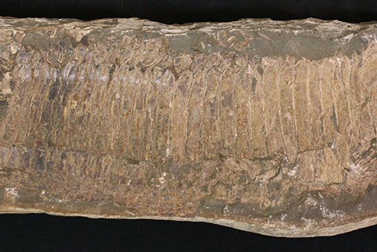 顔面凶器！化石になってもその迫力を失わない古代魚。７０ｃｍに迫る高品位ネガポジ２枚組化石です。（その19）