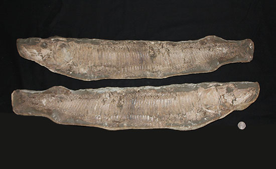 顔面凶器！化石になってもその迫力を失わない古代魚。７０ｃｍに迫る高品位ネガポジ２枚組化石です。（その20）