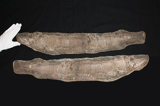 顔面凶器！化石になってもその迫力を失わない古代魚。７０ｃｍに迫る高品位ネガポジ２枚組化石です。（その3）