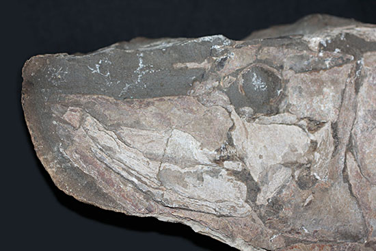 顔面凶器！化石になってもその迫力を失わない古代魚。７０ｃｍに迫る高品位ネガポジ２枚組化石です。（その4）