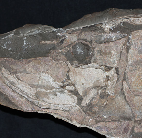 顔面凶器！化石になってもその迫力を失わない古代魚。７０ｃｍに迫る高品位ネガポジ２枚組化石です。（その5）