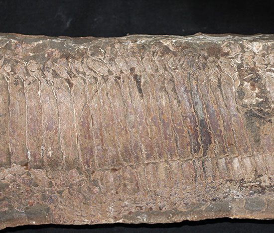 顔面凶器！化石になってもその迫力を失わない古代魚。７０ｃｍに迫る高品位ネガポジ２枚組化石です。（その6）