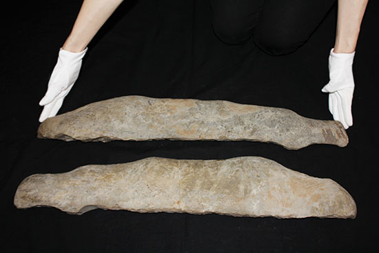 顔面凶器！化石になってもその迫力を失わない古代魚。７０ｃｍに迫る高品位ネガポジ２枚組化石です。（その9）