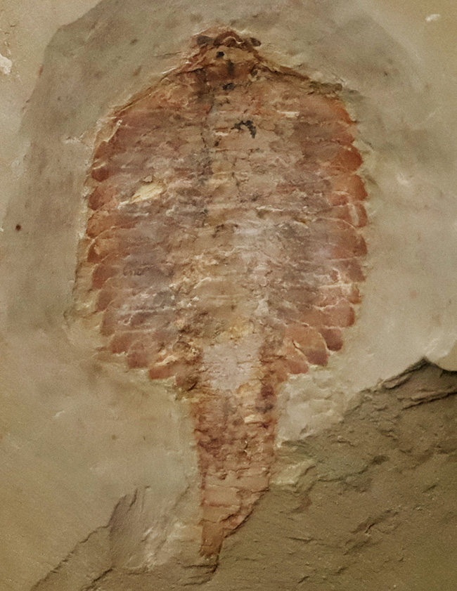 これぞ博物館級!約5億2000万年前の最古級の節足動物、澄江動物群、フキシャンフィア・プロテンサ(Fuxianhuia protensa)の完全体標本(その1)