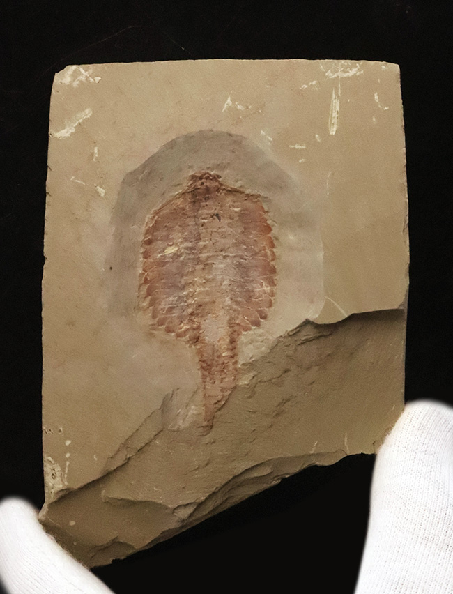 これぞ博物館級!約5億2000万年前の最古級の節足動物、澄江動物群、フキシャンフィア・プロテンサ(Fuxianhuia protensa)の完全体標本(その2)