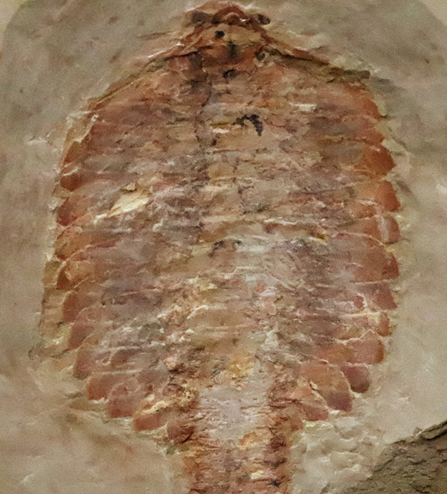 これぞ博物館級!約5億2000万年前の最古級の節足動物、澄江動物群、フキシャンフィア・プロテンサ(Fuxianhuia protensa)の完全体標本(その3)