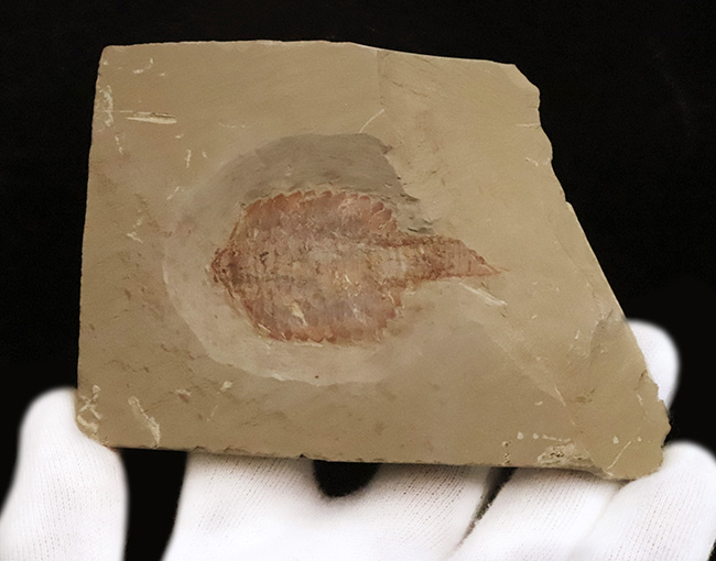 これぞ博物館級!約5億2000万年前の最古級の節足動物、澄江動物群、フキシャンフィア・プロテンサ(Fuxianhuia protensa)の完全体標本(その5)