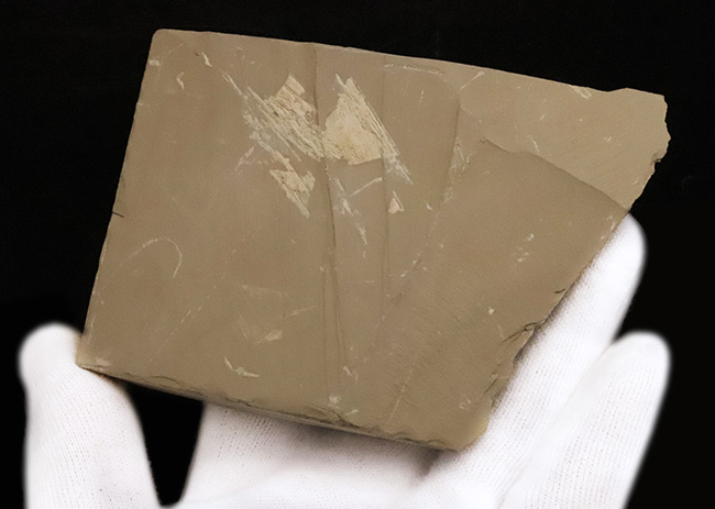 これぞ博物館級!約5億2000万年前の最古級の節足動物、澄江動物群、フキシャンフィア・プロテンサ(Fuxianhuia protensa)の完全体標本(その6)