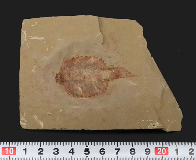 これぞ博物館級!約5億2000万年前の最古級の節足動物、澄江動物群、フキシャンフィア・プロテンサ(Fuxianhuia protensa)の完全体標本(その8)