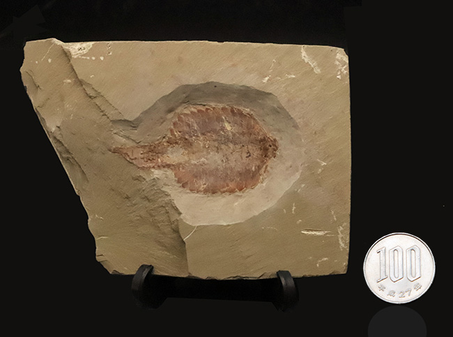 これぞ博物館級!約5億2000万年前の最古級の節足動物、澄江動物群、フキシャンフィア・プロテンサ(Fuxianhuia protensa)の完全体標本(その9)