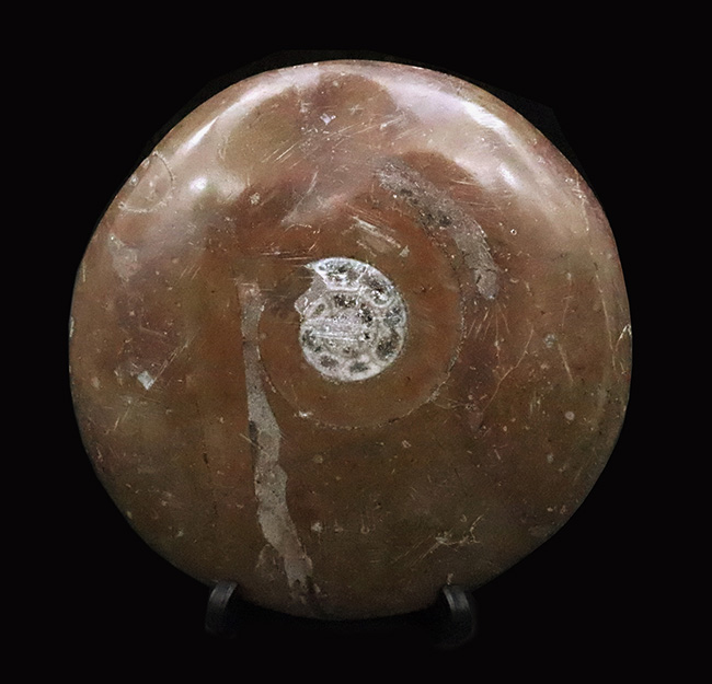 古生代デボン紀のオウムガイ類の化石……古代ロマン漂う天然オブジェ(その1)