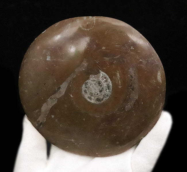古生代デボン紀のオウムガイ類の化石……古代ロマン漂う天然オブジェ(その3)
