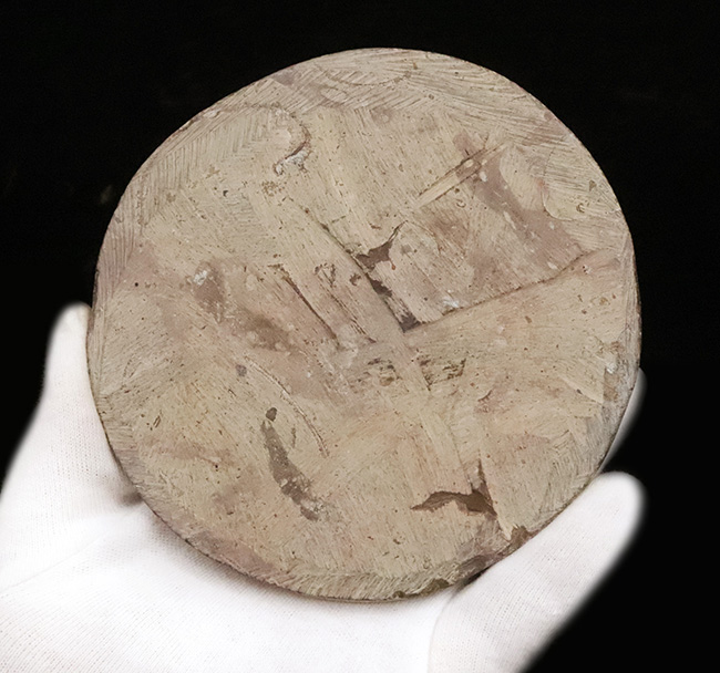 古生代デボン紀のオウムガイ類の化石……古代ロマン漂う天然オブジェ(その4)