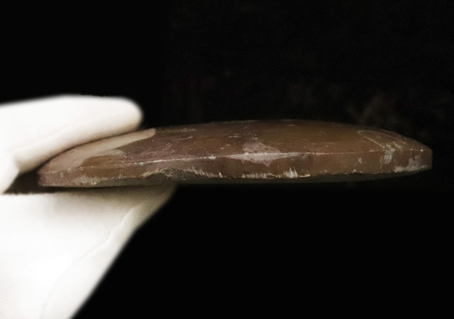 古生代デボン紀のオウムガイ類の化石……古代ロマン漂う天然オブジェ(その5)