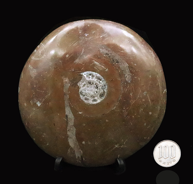 古生代デボン紀のオウムガイ類の化石……古代ロマン漂う天然オブジェ(その7)