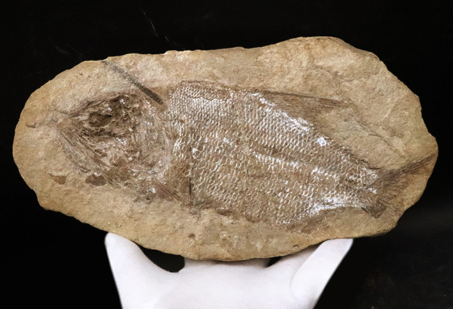 ネガポジ両方揃ったノジュール化石、ほぼ完全保存、特に鱗の保存状態は圧巻!ブラジル産恐竜時代の古代魚、タリアス・アラリピス(その1)