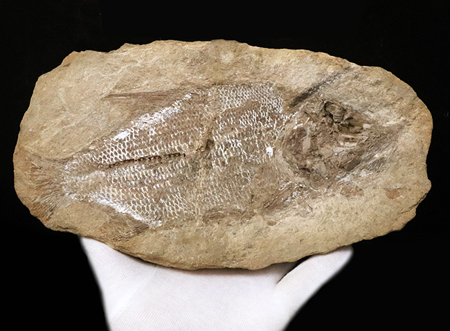 ネガポジ両方揃ったノジュール化石、ほぼ完全保存、特に鱗の保存状態は圧巻!ブラジル産恐竜時代の古代魚、タリアス・アラリピス(その2)