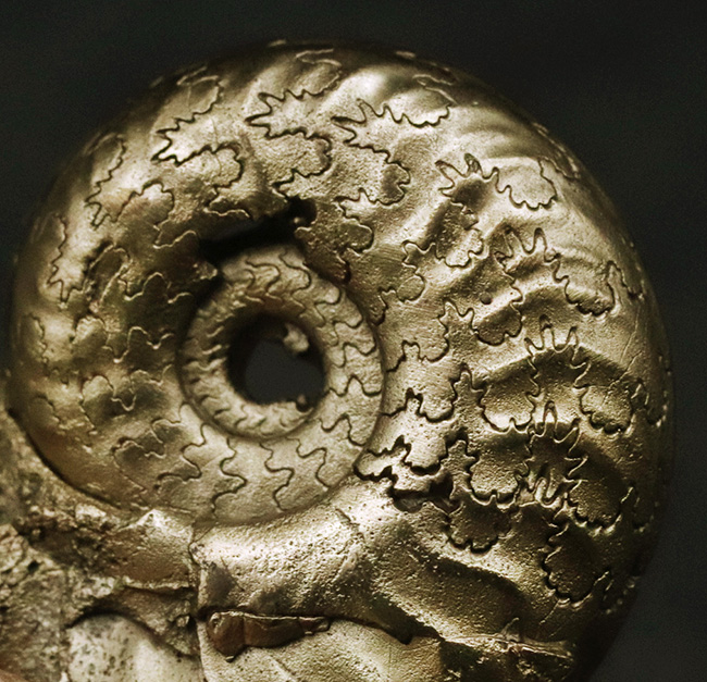 フランス・アヴェイロン産、黄鉄鉱化されつつも、縫合線が見事に露出した美しいジュラ紀のアンモナイト（Ammonite）（その1）