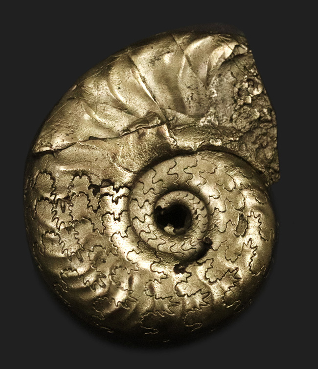 フランス・アヴェイロン産、黄鉄鉱化されつつも、縫合線が見事に露出した美しいジュラ紀のアンモナイト（Ammonite）（その2）