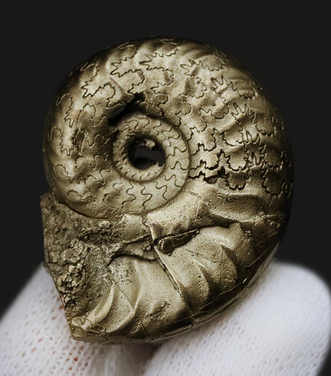 フランス・アヴェイロン産、黄鉄鉱化されつつも、縫合線が見事に露出した美しいジュラ紀のアンモナイト（Ammonite）（その3）