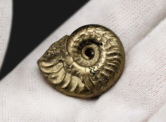 フランス・アヴェイロン産、黄鉄鉱化されつつも、縫合線が見事に露出した美しいジュラ紀のアンモナイト（Ammonite）（その4）