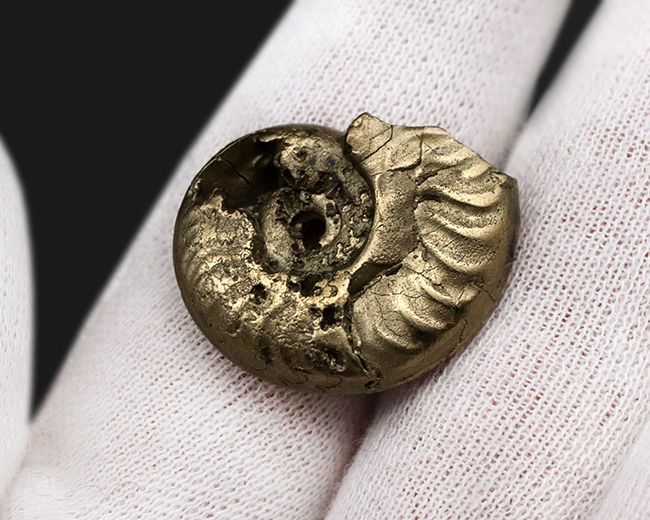 フランス・アヴェイロン産、黄鉄鉱化されつつも、縫合線が見事に露出した美しいジュラ紀のアンモナイト（Ammonite）（その5）