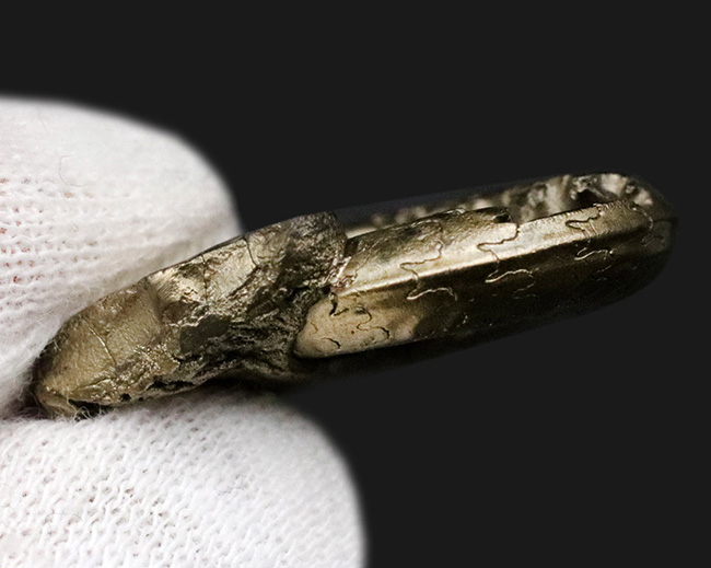 フランス・アヴェイロン産、黄鉄鉱化されつつも、縫合線が見事に露出した美しいジュラ紀のアンモナイト（Ammonite）（その6）