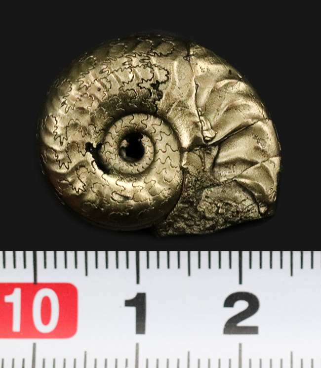 フランス・アヴェイロン産、黄鉄鉱化されつつも、縫合線が見事に露出した美しいジュラ紀のアンモナイト（Ammonite）（その7）
