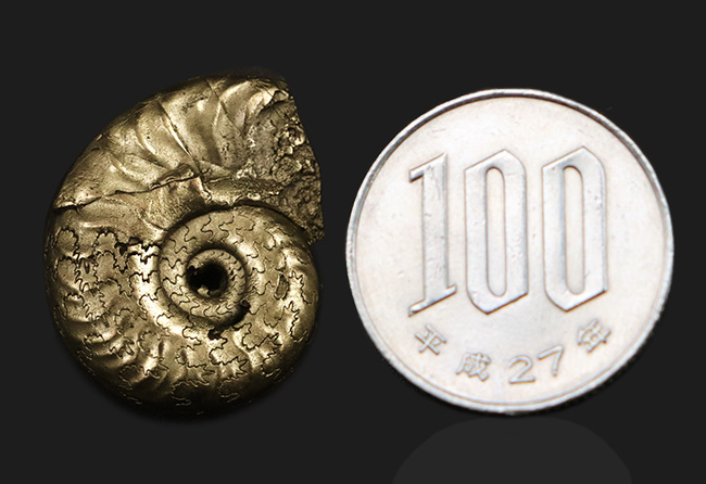 フランス・アヴェイロン産、黄鉄鉱化されつつも、縫合線が見事に露出した美しいジュラ紀のアンモナイト（Ammonite）（その8）