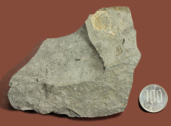 マニアックながら、人気の高いイタリア産のカニの化石。全形が残る！（その8）