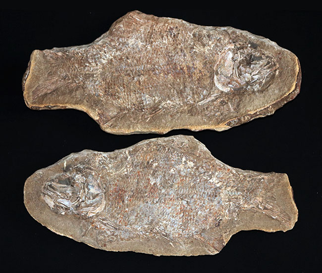 およそ１億８千万年前の浅海を遊泳していたブラジル産の絶滅古代魚、ブランネリオンのネガポジ両方揃った化石（その1）