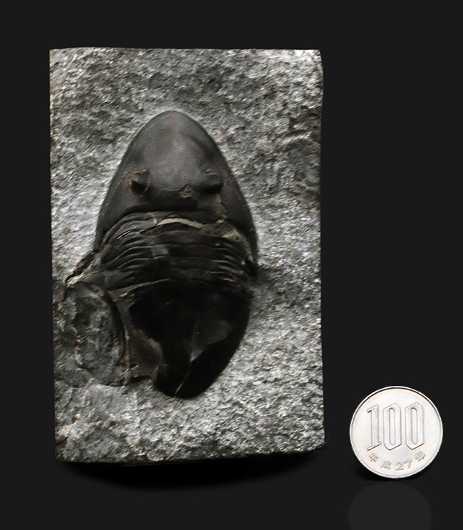 ヘビーな三葉虫コレクター必見！カナダ・オンタリオ州産のベリーレアなアサフスの仲間、イソテルス・マフリッツェ（Isotelus mafritzae）の上質化石（その10）