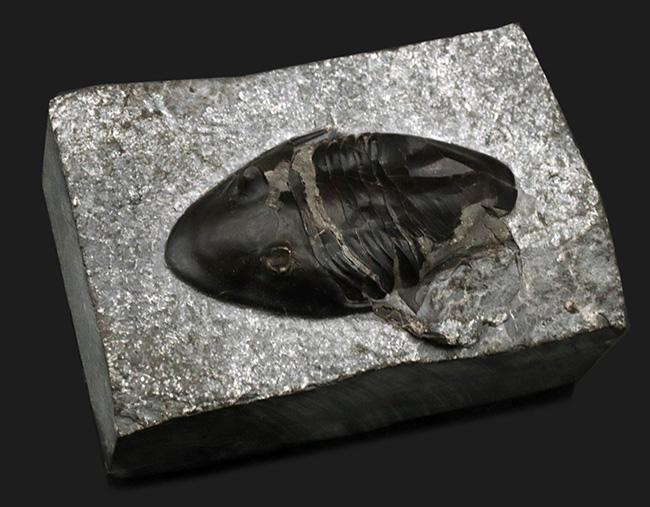 ヘビーな三葉虫コレクター必見！カナダ・オンタリオ州産のベリーレアなアサフスの仲間、イソテルス・マフリッツェ（Isotelus mafritzae）の上質化石（その2）