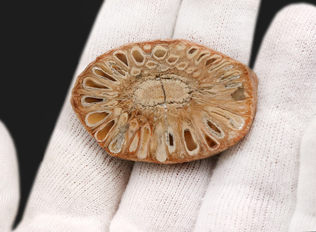 南米アルゼンチン・サンタ・クルスで発見、採集されたジュラ紀の針葉樹、アラウカリア（Araucaria mirabilis）の球果の化石（その2）