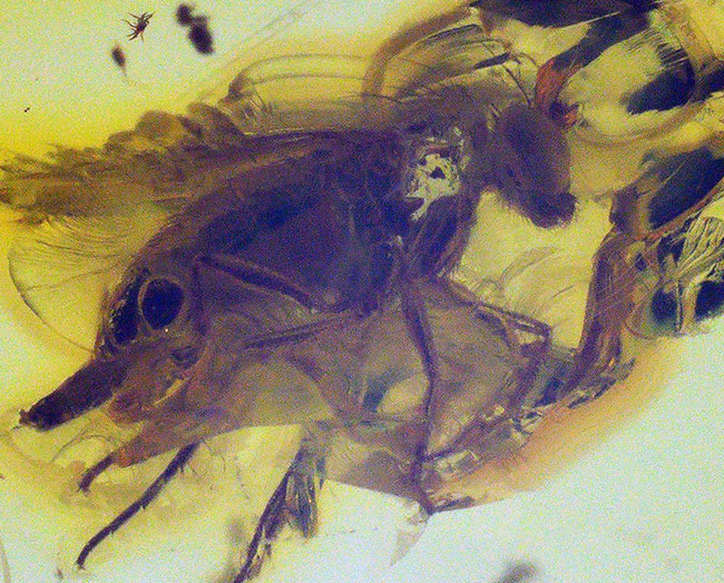 バックライトを浴びるとレモンイエローを呈する、４０００万年前の虫を閉じ込めたバルト海産琥珀（Amber）を使ったペンダントトップ（シルバーチェーン、高級ジュエリーケース付き）（その1）