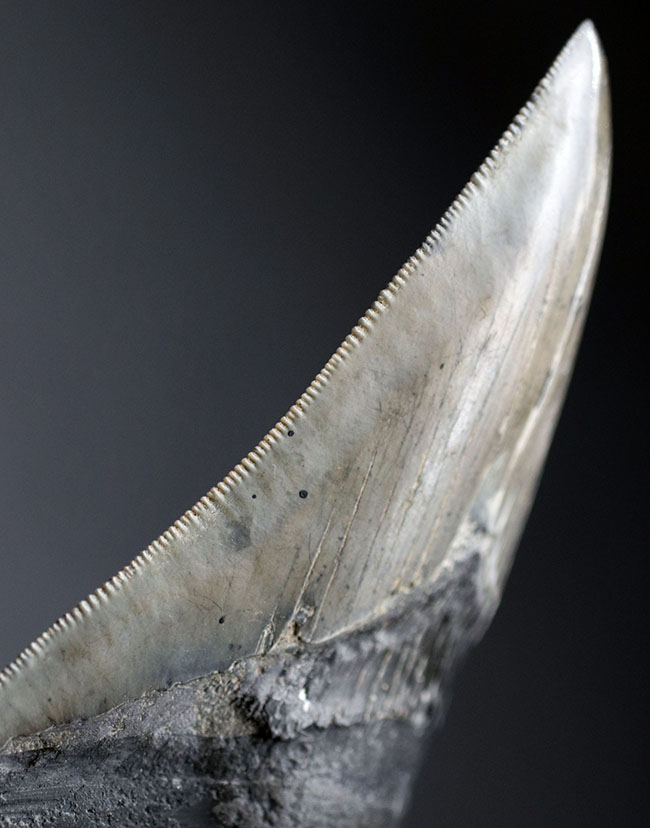 特筆すべき、すこぶる上質なセレーションとカラフルなエナメル質を保持したメガロドン（Carcharodon megalodon）の歯化石（その1）