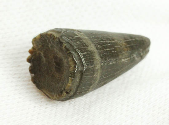 ワニ化石コレクター必見！新生代アリゲーターの歯化石(Alligator tooth)/新生代（6500万年前 -- 現在）【ot1071】
