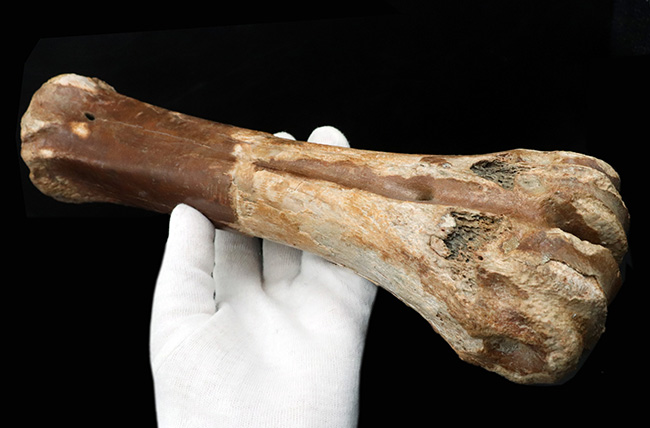 古代の巨獣、氷河期時代のバイソンの足骨の化石（その5）