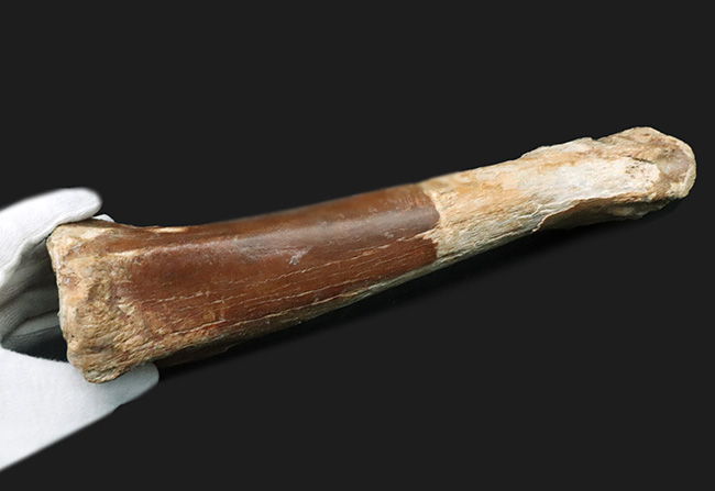 古代の巨獣、氷河期時代のバイソンの足骨の化石（その7）
