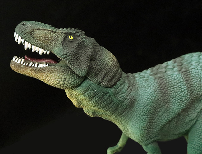 本物化石１個付き！ティラノサウルス恐竜フィギュア（アゴ可動式・送料無料・ラッピング無料）（その6）