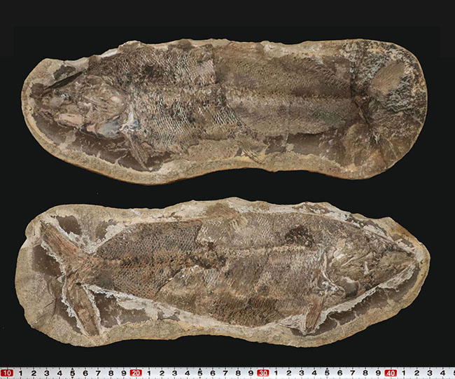 ビッグサイズ、鱗の保存状態が抜群！白亜紀の古代魚のノジュール化石。ネガポジ両方揃っています！（その11）