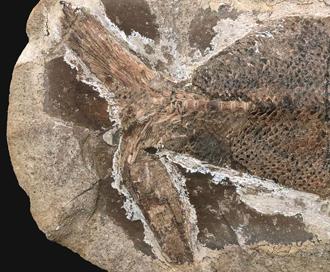 ビッグサイズ、鱗の保存状態が抜群！白亜紀の古代魚のノジュール化石。ネガポジ両方揃っています！（その5）