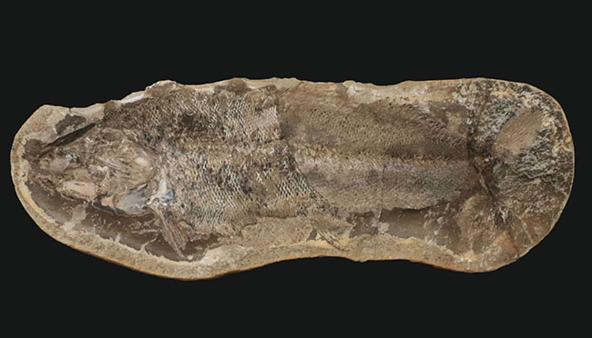 ビッグサイズ、鱗の保存状態が抜群！白亜紀の古代魚のノジュール化石。ネガポジ両方揃っています！（その6）